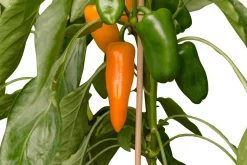 Snackpaprika orange (Capsicum annuum) D 14 H 40 cm