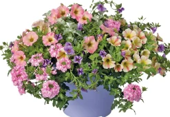 Sommerblüher im Topf (Mix) D 29 cm