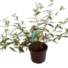 Sommerflieder (Buddleja davidii 'Black Knight') D 24 H 40 cm
