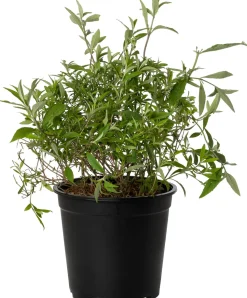 Sommerflieder (Buddleja davidii 'Nanho Blue') D 24 H 40 cm