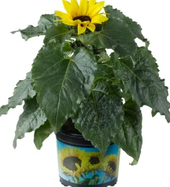 Sonnenblume (Helianthus 'Sunsation') D 13 H 30 cm
