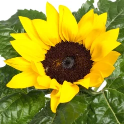 Sonnenblume (Helianthus 'Sunsation') D 13 H 30 cm