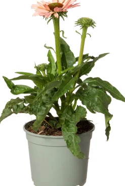 Sonnenhut (Echinacea purpurea 'Sunseekers Salmon') D 17 H 40 cm