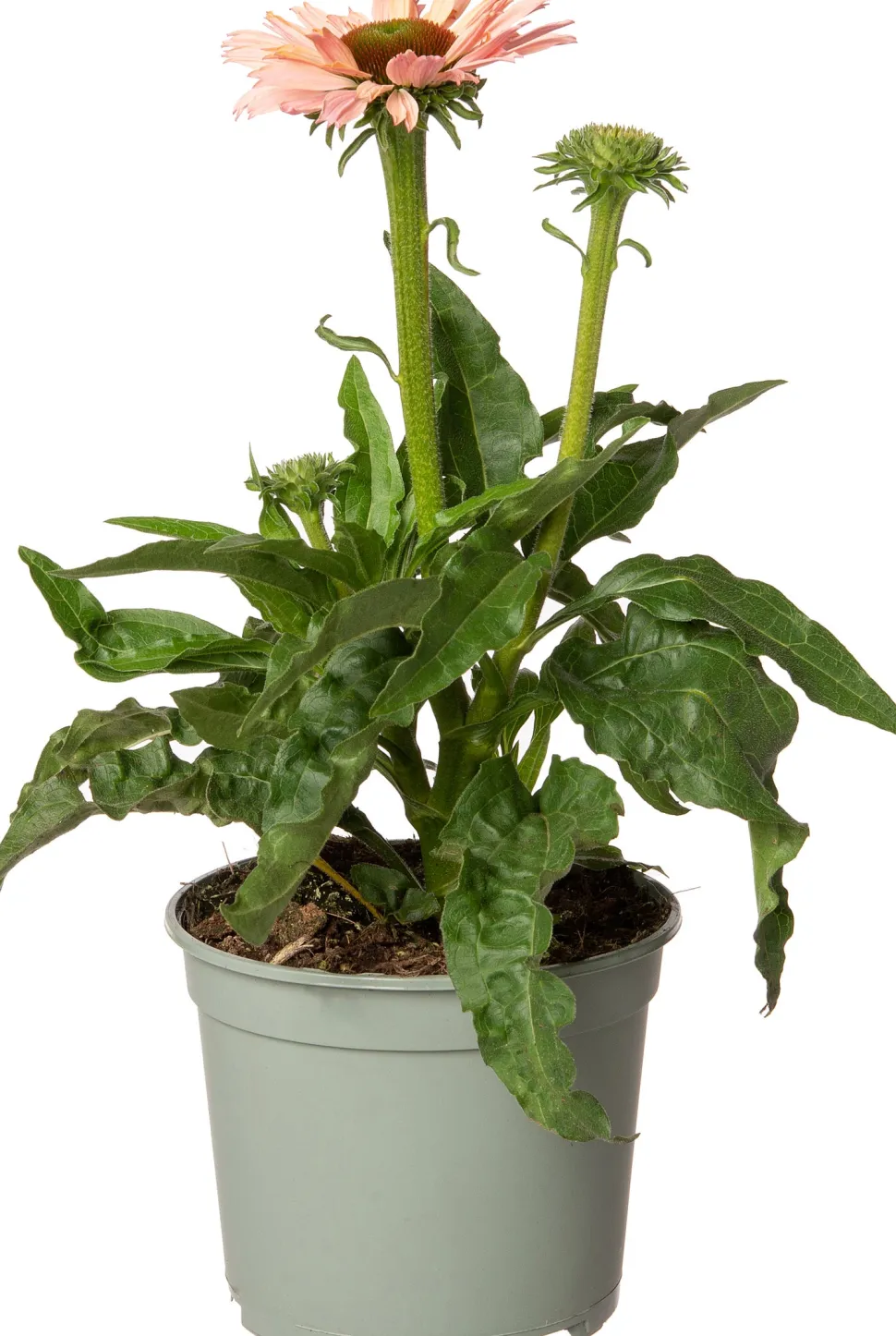 Sonnenhut (Echinacea purpurea 'Sunseekers Salmon') D 17 H 40 cm