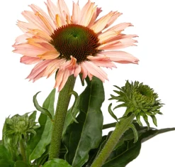Sonnenhut (Echinacea purpurea 'Sunseekers Salmon') D 17 H 40 cm