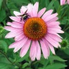 Sonnenhut (Echinacea purpurea 'Magnus')
