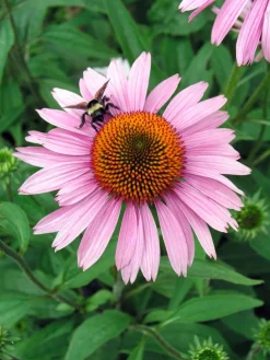 Sonnenhut (Echinacea purpurea 'Magnus')