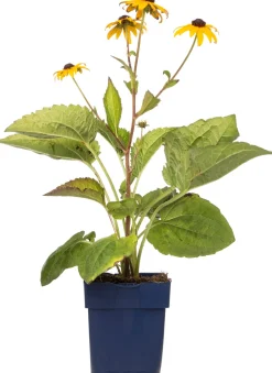 Sonnenhut (Rudbeckia fulgida 'Goldsturm')