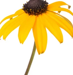 Sonnenhut (Rudbeckia fulgida 'Goldsturm')
