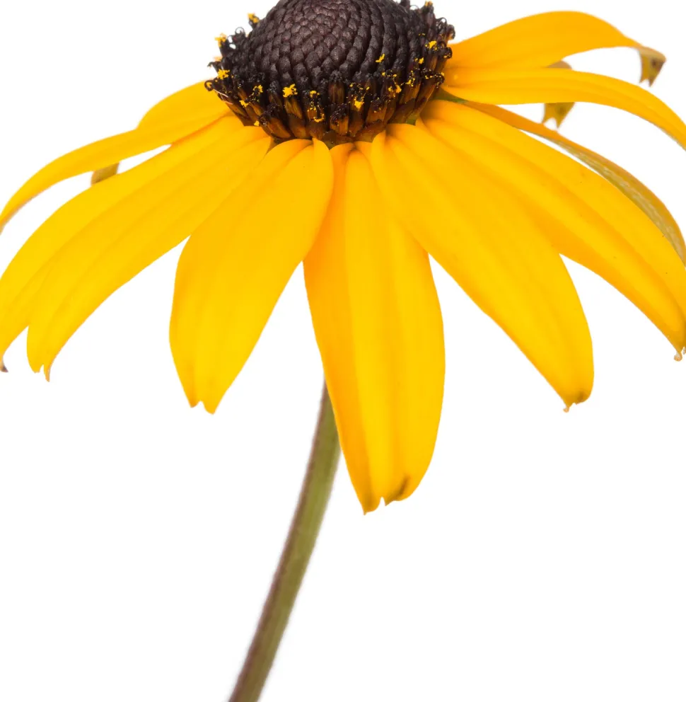Sonnenhut (Rudbeckia fulgida 'Goldsturm')