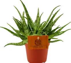 Spinnenaloe (Aloe 'Spider') D 10,5 H 15 cm