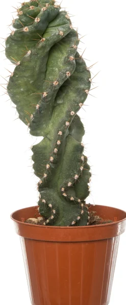 Spiralkaktus (Cereus spiralis) D 11 H 25 cm