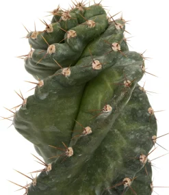 Spiralkaktus (Cereus spiralis) D 11 H 25 cm