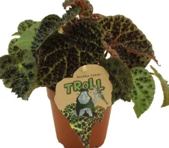 Stachel Blattbegonie (Begonia 'Ferox') D 13 H 40 cm