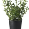 Stechpalme (Ilex crenata 'Luxus Hedge') D 10,5 H 15 cm