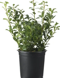 Stechpalme (Ilex crenata 'Luxus Hedge') D 10,5 H 15 cm