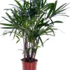 Steckenpalme (Rhapis excelsa) D 21 cm H 130 cm