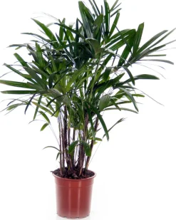 Steckenpalme (Rhapis excelsa) D 21 cm H 130 cm