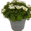 Steinbrech (Saxifraga 'Large White') D 12 cm