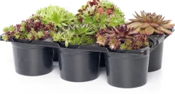 Steinpflanzen Mix D 9 H 13 cm