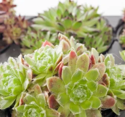 Steinpflanzen Mix D 9 H 13 cm