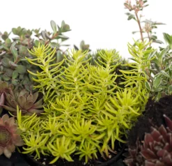 Steinpflanzen Mix D 9 H 13 cm