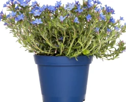 Steinsame (Lithodora diffusa 'Heavenly Blue') D 15 H 10 cm