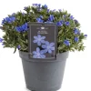 Steinsame (Lithodora diffusa 'Heavenly Blue') D 15 H 15 cm