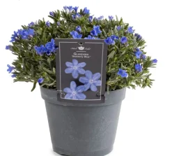 Steinsame (Lithodora diffusa 'Heavenly Blue') D 15 H 15 cm