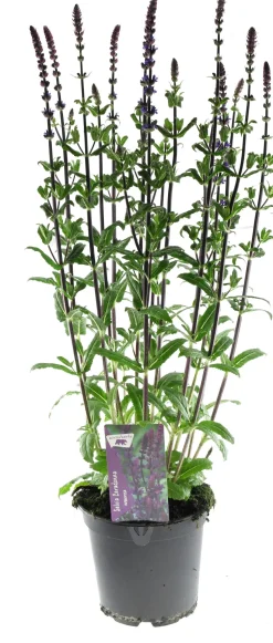 Steppen-Salbei (Salvia nemorosa 'Caradonna') D 17 H 50 cm