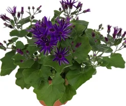 Sternblume (Senecio 'Senetti Deep') D 15 H 38 cm