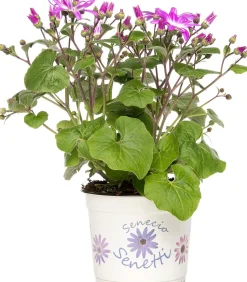 Sternblume (Senecio 'Senetti Magenta Bicolor') D 15 H 38 cm