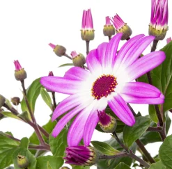 Sternblume (Senecio 'Senetti Magenta Bicolor') D 15 H 38 cm