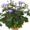 Sternblume (Senecio 'Senetti Lavender') D 15 H 38 cm