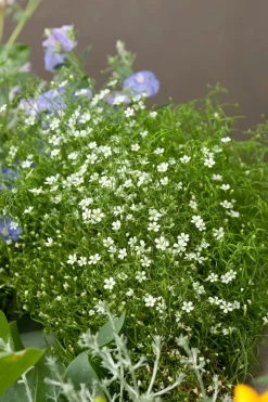 Sternmoos (Sagina subulata)