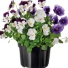 Stiefmütterchen dreifarbig (Viola) D 12 cm