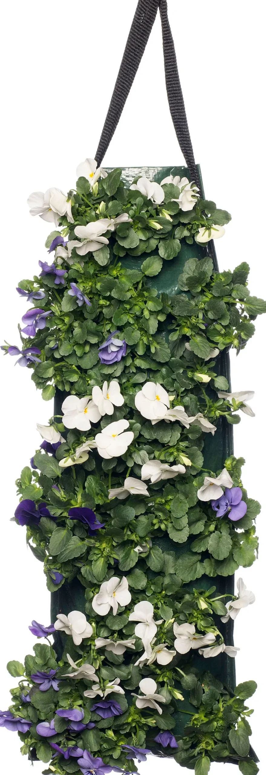 Stiefmütterchen Wandhänger (Viola) D 20 H cm