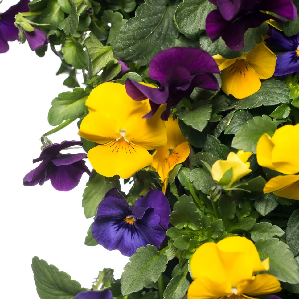 Stiefmütterchen Wandhänger (Viola) D 20 H cm