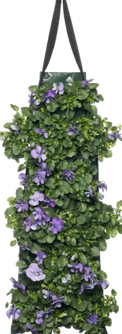Stiefmütterchen Wandhänger (Viola) D 20 H cm