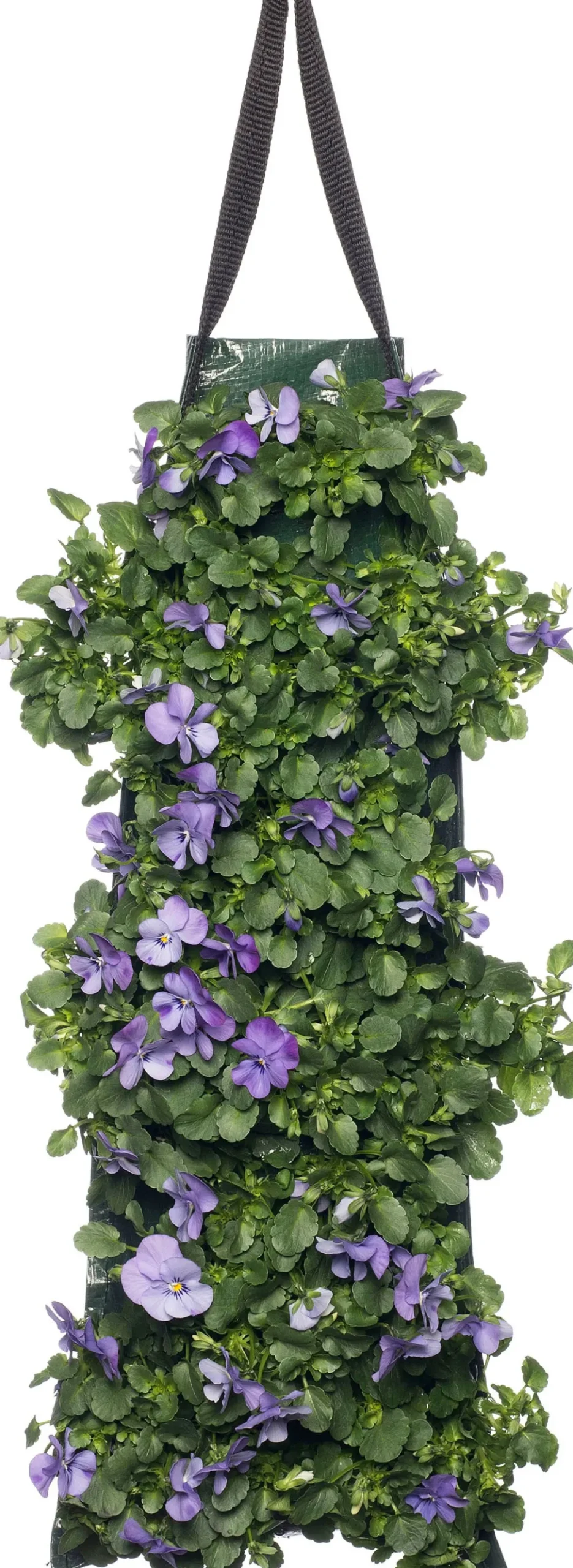 Stiefmütterchen Wandhänger (Viola) D 20 H cm