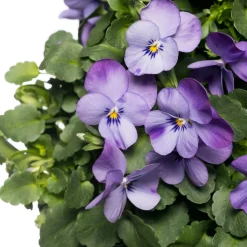 Stiefmütterchen Wandhänger (Viola) D 20 H cm