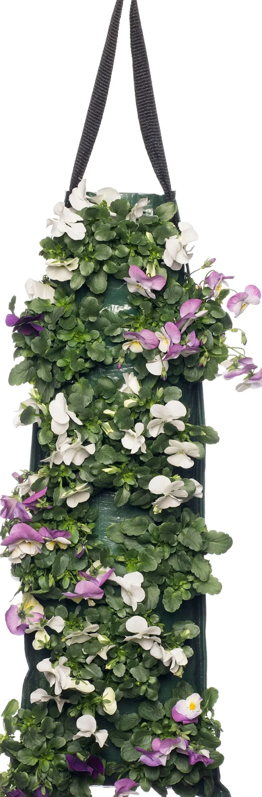 Stiefmütterchen Wandhänger (Viola) D 20 H cm