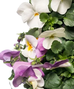 Stiefmütterchen Wandhänger (Viola) D 20 H cm