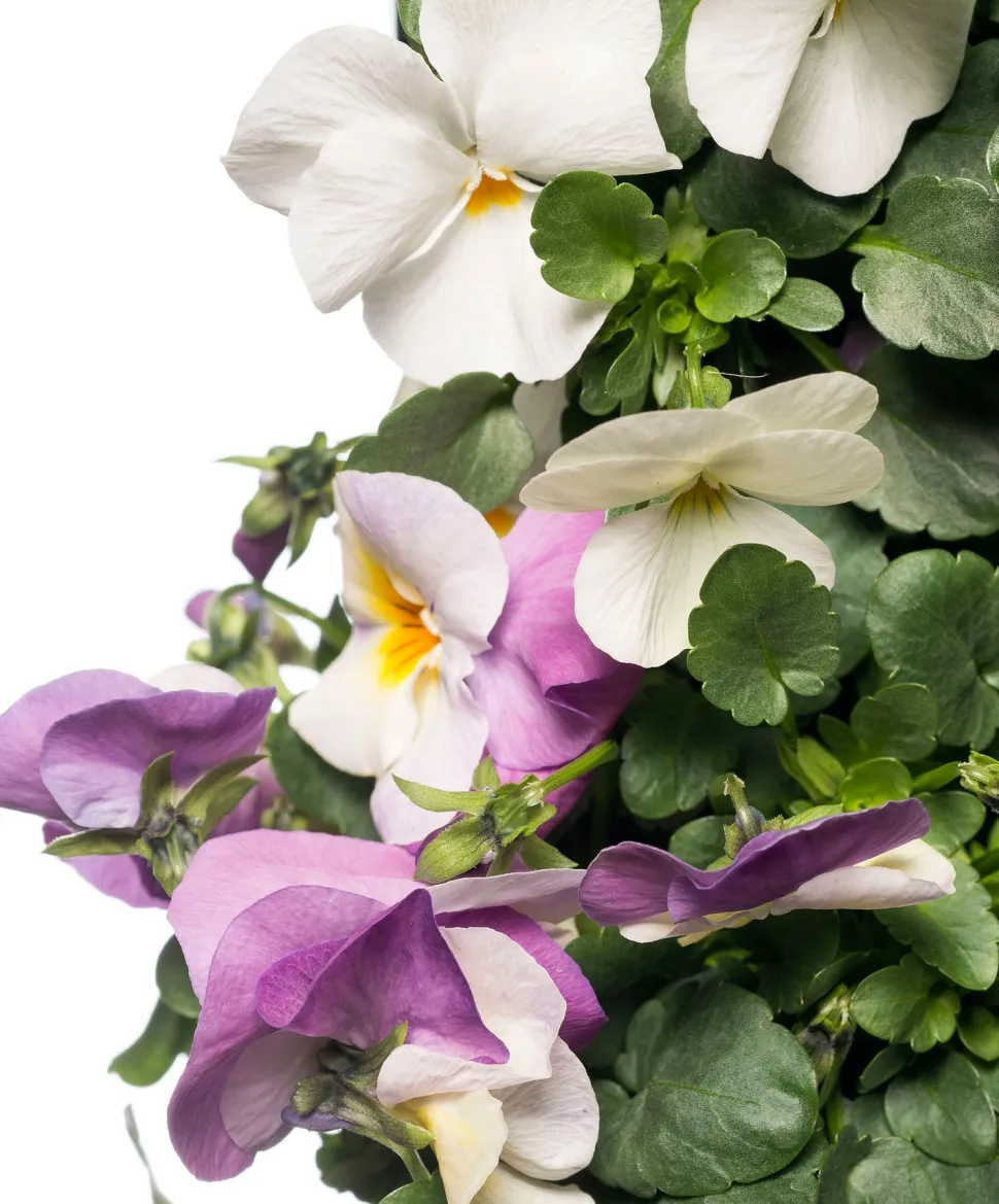 Stiefmütterchen Wandhänger (Viola) D 20 H cm