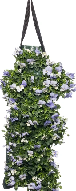 Stiefmütterchen Wandhänger (Viola) D 20 H cm