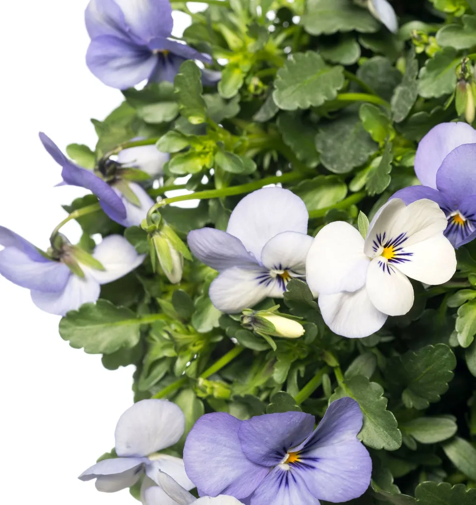 Stiefmütterchen Wandhänger (Viola) D 20 H cm