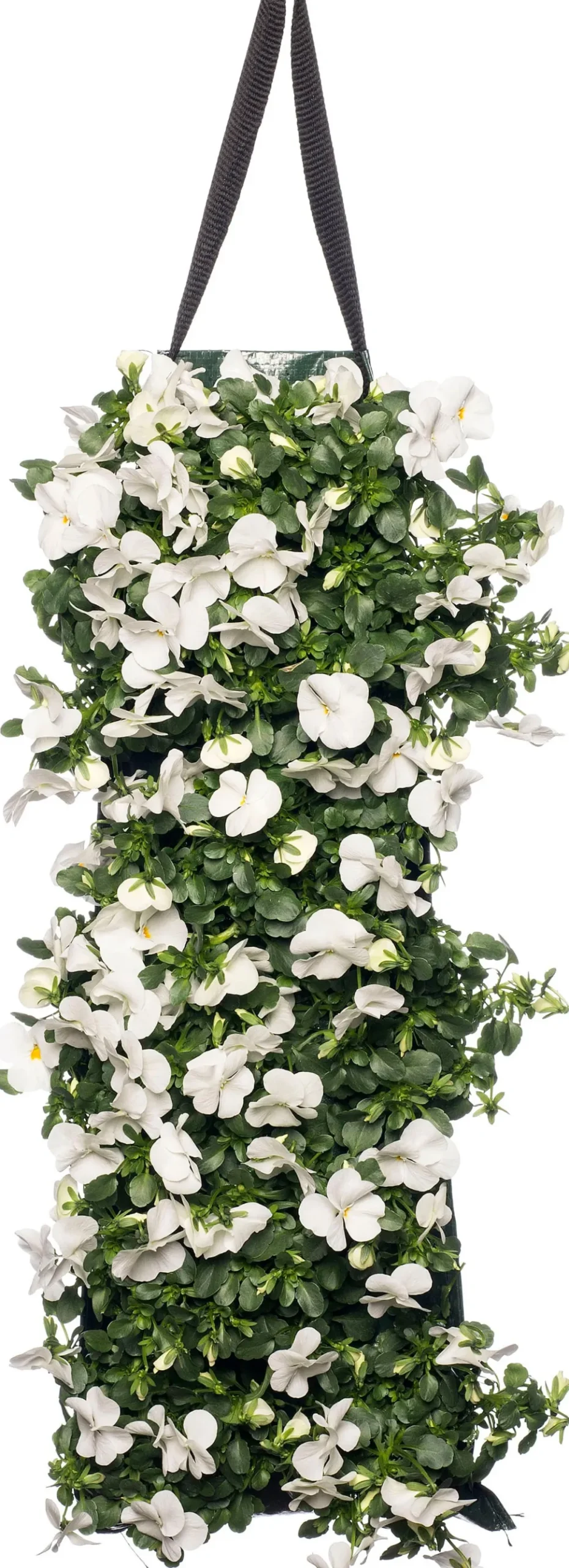 Stiefmütterchen Wandhänger (Viola) D 20 H cm