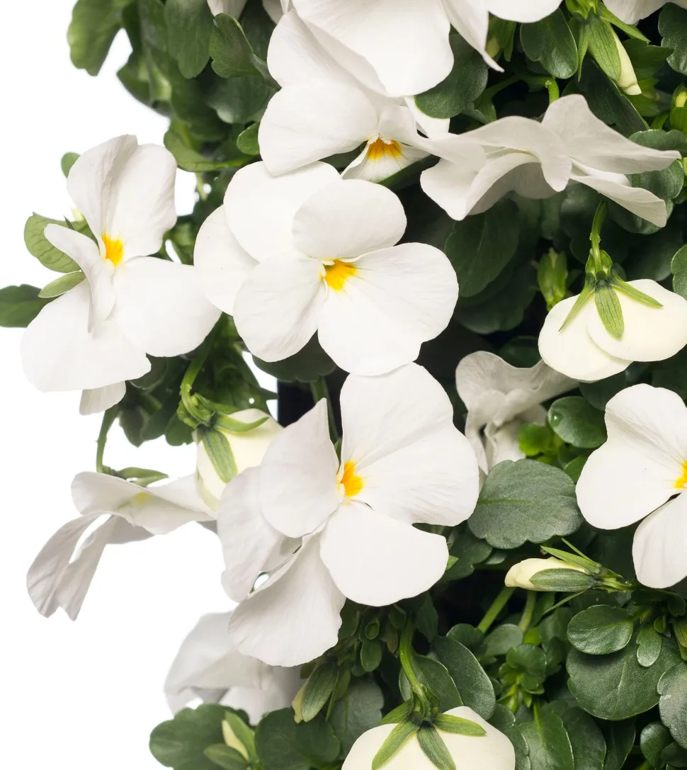 Stiefmütterchen Wandhänger (Viola) D 20 H cm