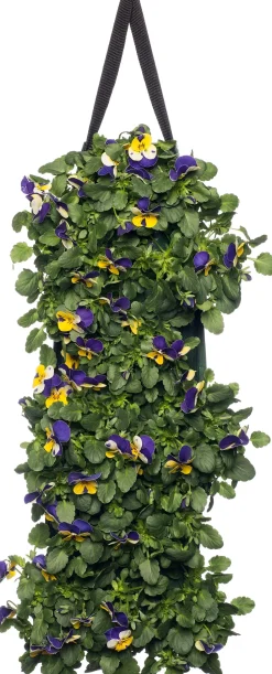 Stiefmütterchen Wandhänger (Viola) D 20 H cm
