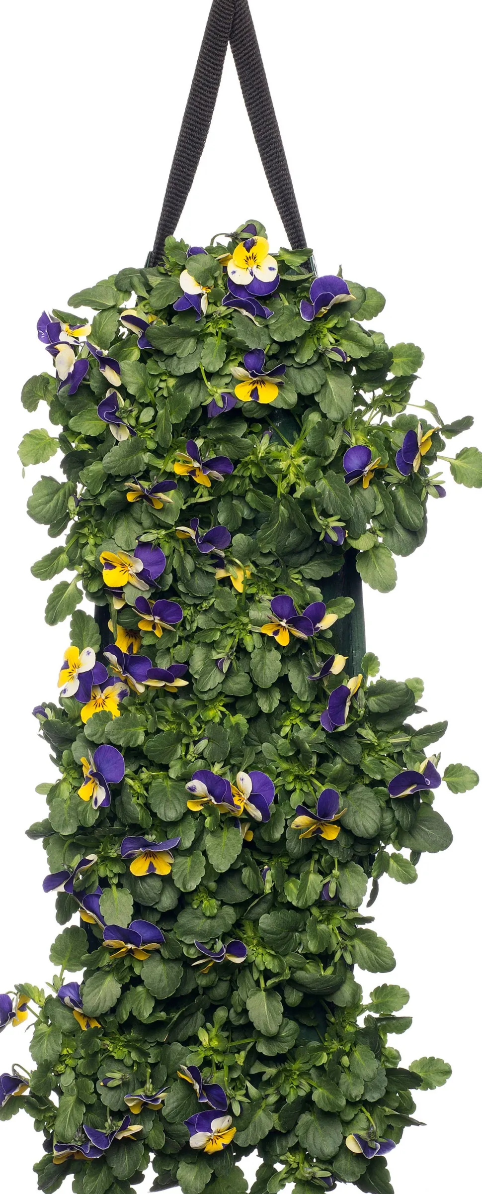 Stiefmütterchen Wandhänger (Viola) D 20 H cm